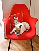 BEN DE LISI HOUSE AND GARDEN  LONDON: RED CHAIR IN LIVING ROOM WITH BEN DE LISI DOG CUSHION AND DOG