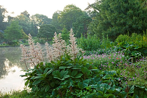 MARWOOD_HILL__DEVON_RODGERSIA_BY_THE_LAKE