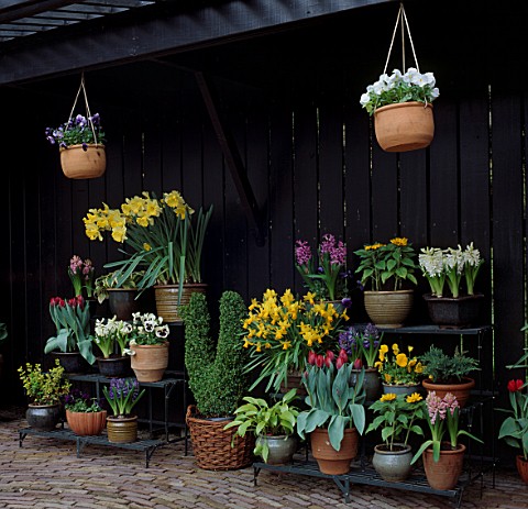 PANSIES__HYACINTHS__NARCISSI__TULIPS_AND_A_TOPIARY_CHICKEN_IN_CONTAINERS_KEUKENHOF_GARDENS__HOLLAND