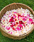 COMMON FARM FLOWERS. SOMERSET, SUMMER - BASKET WITH FRESH ROSE PETALS FOR CONFETTI - ORGANIC  - FLOWERS, FLOWERING, PINK, CREAM, PETAL, WEDDING, WEDDINGS, NATURAL, REAL