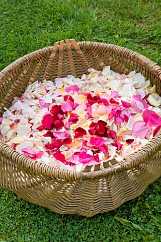 COMMON_FARM_FLOWERS_SOMERSET_SUMMER__BASKET_WITH_FRESH_ROSE_PETALS_FOR_CONFETTI__ORGANIC___FLOWERS_F