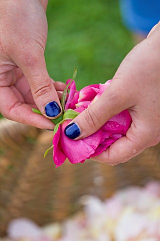 COMMON_FARM_FLOWERS_SOMERSET_SUMMER__FRESH_ROSE_PETALS_BEING_PULLED_FOR_CONFETTI__FLOWERS_FLOWERING_