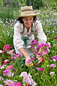 COMMON FARM FLOWERS, SOMERSET, SUMMER : LADY IN HAT CUTTING SWEET WILLIAM AURICULA EYES IN THE GARDEN - FLOWER, FLOWERS, NATURAL, FLOWER ARRANGING, CUTTING GARDEN