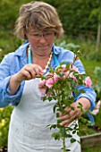 COMMON FARM FLOWERS, SOMERSET, SUMMER: FLOWER FARMER AND FLORIST GEORGIE NEWBERRY TRIMMING A STEM OF ROSA BONICA FOR CONFETTI - FLOWER, FLOWERS, POSIE, HANDS, NATURAL