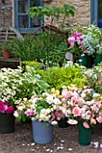 COMMON FARM FLOWERS, SOMERSET, SUMMER: BUCKETS AND CONTAINERS OF FRESHLY CUT FLOWERS READY FOR ARRANGING. FLOWER, FLOWERS, NATURAL