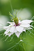 COMMON FARM FLOWERS, SOMERSET, SUMMER: WHITE FLOWER OF NIGELLA DAMASCENA PERSIAN JEWELL SERIES - LOVE IN THE MIST -  FLOWER, PLANT PORTRAIT, CLOSE UP, ANNUAL