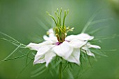 COMMON FARM FLOWERS, SOMERSET, SUMMER: WHITE FLOWER OF NIGELLA DAMASCENA PERSIAN JEWELL SERIES - LOVE IN THE MIST -  FLOWER, PLANT PORTRAIT, CLOSE UP, ANNUAL