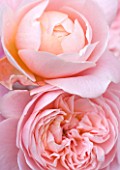 COMMON FARM FLOWERS, SOMERSET, SUMMER: CLOSE UP PINK FLOWERS OF ENGLISH ROSE - ROSA QUEEN OF SWEDEN - SCENT, SCENTED, FRAGRANT, FLOWER, UNFURLING, SHRUB ROSE, SHRUBS, PALE, PASTEL