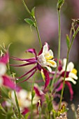 COMMON FARM FLOWERS, SOMERSET: CLOSE UP OF RED AND WHITE FLOWER OF AQUILEGIA X HYBRIDA MCKANA GIANTS MIXED - COLUMBINE, SINGLE, HARDY, PERENNIAL, GRANNYS BONNET