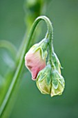 COMMON FARM FLOWERS, SOMERSET, SUMMER: CLOSE UP THE EMERGING BUDS / FLOWERS SWEET PEA- LATHYRUS ODORATUS MOLLIE RILLESTONE - PLANT PORTRAIT, ANNUAL, FLOWER, BUD, PLANT PORTRAIT