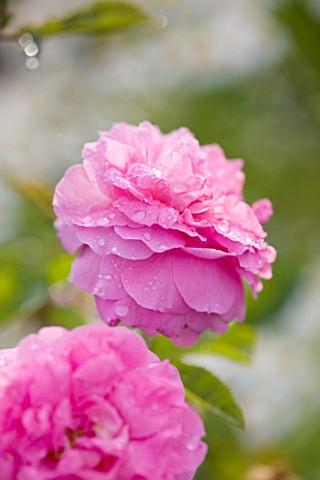 COMMON_FARM_FLOWERS_SOMERSET_SUMMER_CLOSE_UP_PINK_FLOWERS_OF_ROSE__ROSA_DOROTHY_PERKINS__SCENT_SCENT
