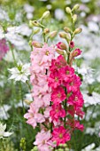 COMMON FARM FLOWERS, SOMERSET: CLOSE UP PLANT PORTRAIT OF THE FLOWERS OF DELPHINIUM CONSOLIDA CARMINE KING AND ROSE QUEEN - RED, PALE, PINK, ANNUAL, LARKSPUR
