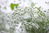 COMMON FARM FLOWERS, SOMERSET, SUMMER: WHITE FLOWER OF AMMI MAJUS - BISHOPS FLOWER -  FLOWER, PLANT PORTRAIT, CLOSE UP, ANNUAL