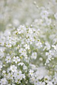COMMON FARM FLOWERS, SOMERSET: CLOSE UP PLANT PORTRAIT OF WHITE FLOWERS OF GYPSOPHILA ELEGANS COVENT GARDEN, FLOWERING, YELLOW AND WHITE, PURE