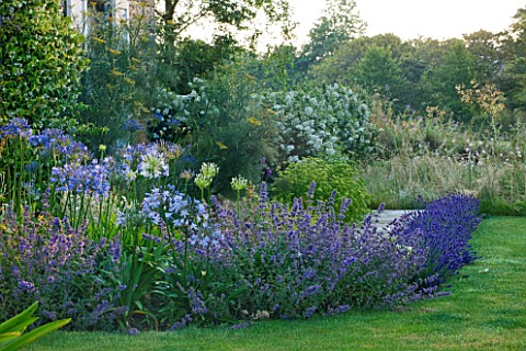 LE_HAUT_GUERNSEY_VIEW_ACROSS_LAWN_TO_SIDE_OF_HOUSE_WITH_LAVENDER_NEPETA_AND_AGAPANTHUS__BLUEPURPLE_B