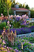 LE HAUT, GUERNSEY: BORDER WITH CAMPANULAS, LAVENDER AND ACANTHUS SPINOSUS WITH SWIMMING POOL AND POOL HOUSE BEHIND