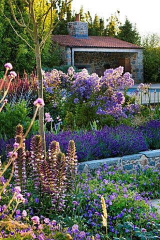 LE_HAUT_GUERNSEY_BORDER_WITH_CAMPANULAS_LAVENDER_AND_ACANTHUS_SPINOSUS_WITH_SWIMMING_POOL_AND_POOL_H