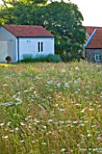 LE HAUT, GUERNSEY: THE WILDFLOWER MEADOW - PERENNIAL WILDFLOWERS IN THE MEADOW