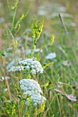LE HAUT, GUERNSEY: THE WILDFLOWER MEADOW - CLOSE UP PERENNIAL WILDFLOWERS IN THE MEADOW - WHITE FLOWERS OF DAUCUS CAROTA (WILD CARROT)