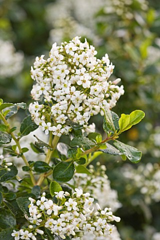 LE_HAUT_GUERNSEY_CLOSE_UP_OF_WHITE_FLOWERS_OF_ESCALLONIA_IVEYI