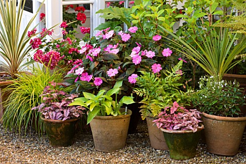 MILLE_FLEURS__GUERNSEY_TERRACOTTA_CONTAINERS_BY_THE_FRONT_DOOR
