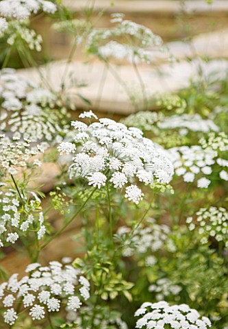 THE_CHELSEA_PHYSIC_GARDEN__LONDON_AMMI_MAJUS__BULLWORT__COMMON_BISHOPS_WEED__FALSE_BISHOPS_WEED__HER