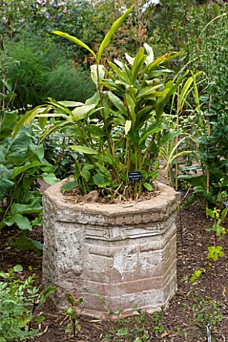 THE_CHELSEA_PHYSIC_GARDEN__LONDON_CONTAINER_PLANTED_WITH_ELETTARIA_CARDAMOMUM
