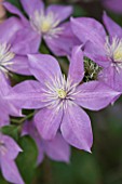 RAYMOND EVISON CLEMATIS: UNNAMED CLEMATIS
