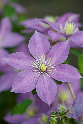 RAYMOND_EVISON_CLEMATIS_UNNAMED_CLEMATIS