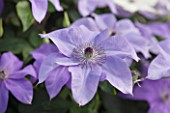 RAYMOND EVISON CLEMATIS: CLEMATIS SHIMMER