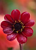 CHENIES MANOR, BUCKINGHAMSHIRE: CLOSE UP PLANT PORTRAIT OF DARK RICH RED FLOWER OF DAHLIA BISHOP OF AUCKLAND - AUTUMN, AUTUMNAL, LATE SUMMER, RAIN