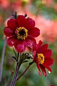 CHENIES MANOR, BUCKINGHAMSHIRE: CLOSE UP PLANT PORTRAIT OF DARK RICH RED FLOWERS OF DAHLIA BISHOP OF AUCKLAND - AUTUMN, AUTUMNAL, LATE SUMMER, RAIN