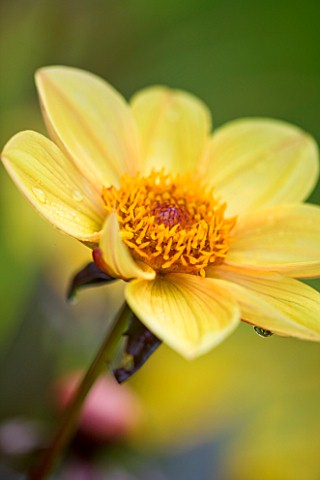 CHENIES_MANOR_BUCKINGHAMSHIRE_CLOSE_UP_PLANT_PORTRAIT_OF_YELLOW_FLOWER_OF_DAHLIA_HAPPY_SINGLE_PARTY_