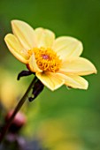 CHENIES MANOR, BUCKINGHAMSHIRE: CLOSE UP PLANT PORTRAIT OF YELLOW FLOWER OF DAHLIA HAPPY SINGLE PARTY - AUTUMN, AUTUMNAL, LATE SUMMER, RAIN