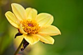 CHENIES MANOR, BUCKINGHAMSHIRE: CLOSE UP PLANT PORTRAIT OF YELLOW FLOWER OF DAHLIA HAPPY SINGLE PARTY - AUTUMN, AUTUMNAL, LATE SUMMER, RAIN