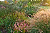 MARCHANTS HARDY PLANTS, EAST SUSSEX: BORDER AT SUNRISE WITH GRASSES. PERSICARIA SEEDLING, MISCANTHUS ADAGIO, HELIANTHUS ORGYALIS. COUNTRY GARDEN, ENGLISH, HERBACEOUS, PERENNIALS