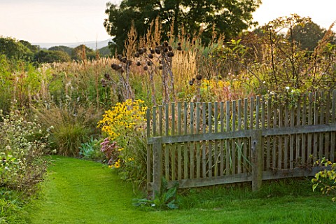 MARCHANTS_HARDY_PLANTS_EAST_SUSSEX_GRASS_PATH_BORDER_WITH_RUDBECKIAS_AND_CARDOONS_WAVY_CHESTNUT_FENC