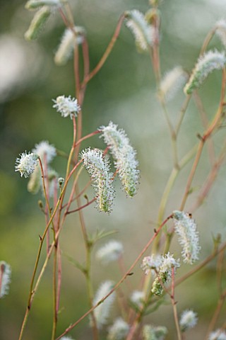 MARCHANTS_HARDY_PLANTS_EAST_SUSSEX_CLOSE_UP_PLANT_PORTRAIT_OF_THE_WHITE_FLOWERS_OF_SANGUISORBA_TENUI