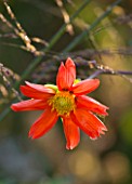 MARCHANTS HARDY PLANTS, EAST SUSSEX: CLOSE UP PLANT PORTRAIT OF THE ORANGE, RED FLOWER OF DAHLIA X COCCINEA SEEDLING