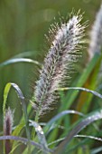 MARCHANTS HARDY PLANTS, EAST SUSSEX: CLOSE UP PLANT PORTRAIT OF THE SILVER FLOWER OF PENNISETUM ORIENTALE SHOGUN. SEEDHEAD, FLUFFY, FEATHERY, ORNAMENTAL FLOWERING, GRASS, GRASSES