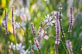 MARCHANTS HARDY PLANTS, EAST SUSSEX: PLANT COMBINATION, ASSOCIATION. WHITE AND PINK FLOWERS OF GAURA LINDHEIMERI AND . PERENNIAL, BLOOM, BLOOMS, FLOWERING
