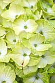 CLOSE UP OF HYDRANGEA MACROPHYLLA MAGICAL NOBLESSE