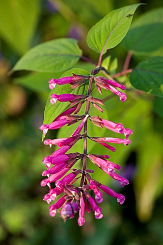 WOOLSTONE_MILL_HOUSE_OXFORDSHIRE_CLOSE_UP_OF_SALVIA_INVOLUCRATA_OR_ROSY_LEAF_SAGE_PINK_HERB_PLANT_PO
