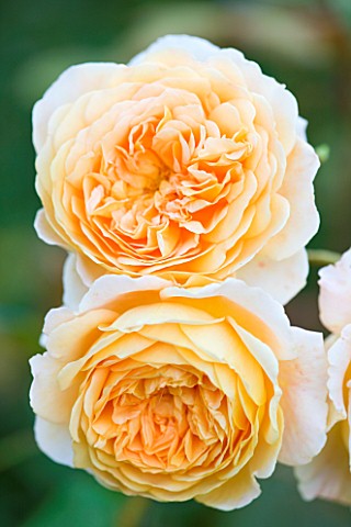 WOOLSTONE_MILL_HOUSE_OXFORDSHIRE_ROSA_BUFF_BEAUTY_ROSE_SUMMER_JULY_PEACH_APRICOT_ORANGE_SCENTED_FRAG