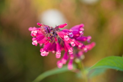 WOOLSTONE_MILL_HOUSE_OXFORDSHIRE_CLOSE_UP_OF_SALVIA_INVOLUCRATA_OR_ROSY_LEAF_SAGE_PINK_PLANT_PORTRAI