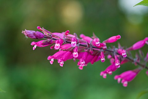 WOOLSTONE_MILL_HOUSE_OXFORDSHIRE_CLOSE_UP_OF_SALVIA_INVOLUCRATA_OR_ROSY_LEAF_SAGE_PINK_PLANT_PORTRAI