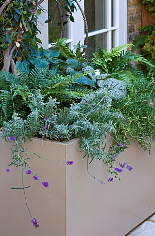 DESIGNER_STEPHEN_WOODHAMS_LONDON_ROOF_GARDEN__CONTAINER_PLANTER_WITH_FERNS_BRUNNERA_ROSEMARY_AND_LAV
