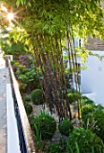DESIGNER STEPHEN WOODHAMS, LONDON: FRONT GARDEN WITH BOX BALLS AND BAMBOO - PHYLLOSTACHYS NIGRA - SCREEN. BLACK, GRAVEL, FENCE, FENCING