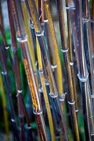 DESIGNER_STEPHEN_WOODHAMS_LONDON_FRONT_GARDEN_WITH_CLOSE_UP_OF_THE_BLACK_STEMS_OF_BAMBOO__PHYLLOSTAC