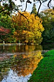 THORP PERROW ARBORETUM, YORKSHIRE: VIEW ACROSS THE LAKE IN AUTUMN TO TREE REFLECTED IN LAKE - POND, POOL, AUTUMN COLOUR, FALL, REFLECTION